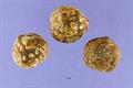 Candleberry, Indian walnut, Kemiri, Varnish tree, nuez de la India, Buah keras or Kukui nut tree